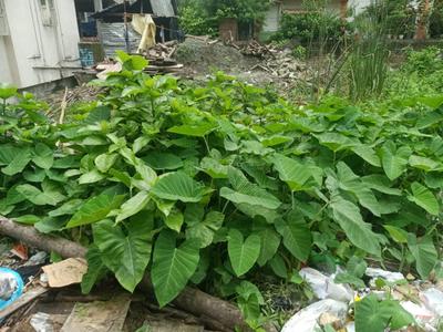 Image of 1080 Sq.ft Residential Plot / Land for sale in Keshtopur, Kolkata for Rs. 6200000