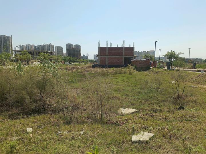 Adani Oyster Greens Main Image 1