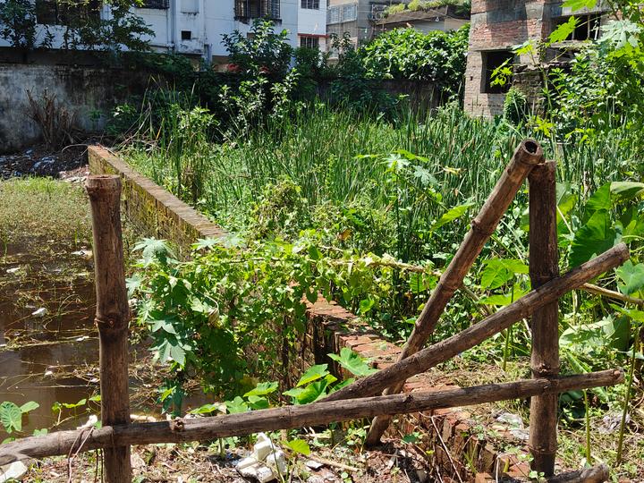 Eden Saffron Main Image 1