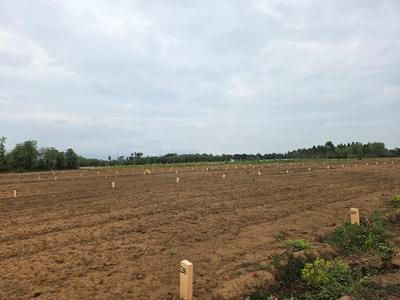 Image of 200 Sq.ft Residential Plot / Land for sale in Gajapatinagaram, Vizianagaram for Rs. 1000000