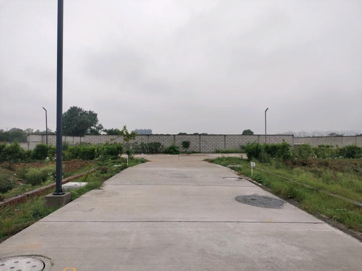 Amolik Aster Woods Main Image 1