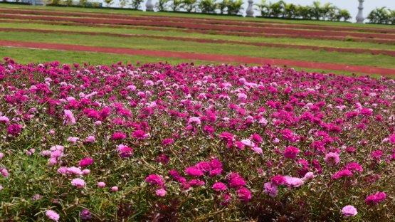 Peram Aditya White Field Main Image 1