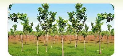 Image of 9800 Sq.ft Residential Plot / Land for sale in Moolakaraipatti, Tirunelveli for Rs. 1900000