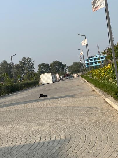 Emarald Gulmohar Main Image 1