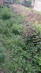 Dhaiya Plot View 1