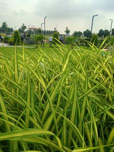 Mamta Golden Valley More Images 2