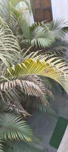 Image of 1650 Sq.ft 3 BHK Independent House for sale in Tiwaripur, Gorakhpur for Rs. 17500000