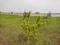 Walajabad Plot View 2