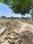 Sirsi Plot View 2