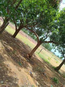 Residential Plot