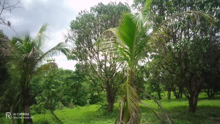 Vangaon Main Image 1