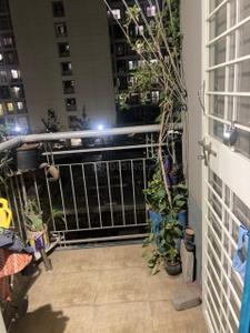 Balcony Image of 388 Sq.ft 1 BHK Apartment / Flat for sale in Pioneer Govindbaug, Moshi Pune for Rs. 3350000