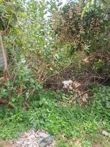 Image of 2400 Sq.ft Residential Plot / Land for sale in Jakkur, Bengaluru for Rs. 38400000