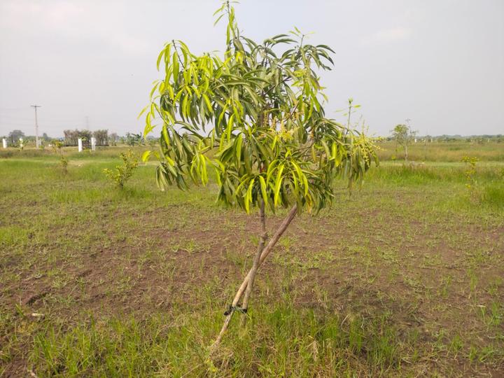 Sri Sai Garden Main Image 1