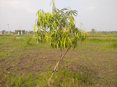Image of 9600 Sq.ft Residential Plot / Land for sale in Wisdom Sri Sai Garden, Walajabad, Chennai for Rs. 2400000