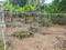Nalanchira, Paruthippara Main Image 1
