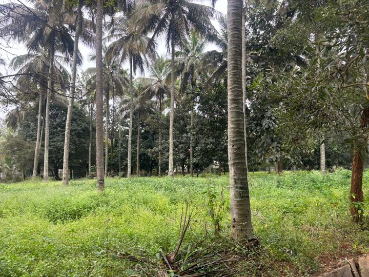 CARP Smilee Greens Main Image 1