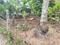 Nalanchira, Paruthippara Plot View 2