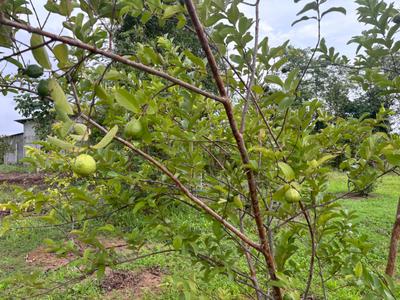 Image of 624 Sq.ft 1 BHK Farm House for sale in Palghar, Mumbai for Rs. 20000000
