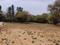 ASOLA FARM Plot View 2