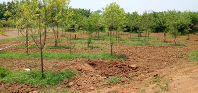 Image of 100 Sq.ft Residential Plot / Land for sale in Bhogapuram, Visakhapatnam for Rs. 600000