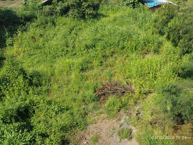 Image of 7500 Sq.ft Residential Plot / Land for sale in Sapgaon, Thane for Rs. 2200000