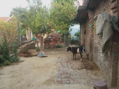 Image of 5500 Sq.ft 5 BHK Independent House for sale in Manauri Airforce Station, Allahabad for Rs. 6000000