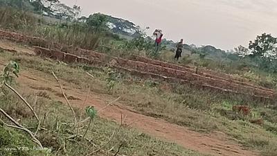 Tamando Plot View 2