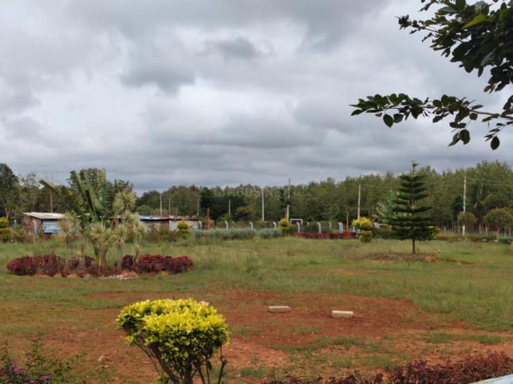 Yelwala Main Image 1
