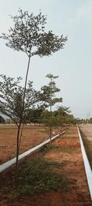 Image of 1000 Sq.ft 2 BHK Builder Floor for sale in Yellamanchili, Visakhapatnam for Rs. 2800000
