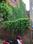 Badi gaibi birdopur Main Image 1