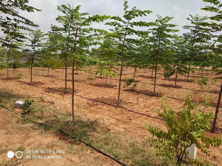 4840 Sqft Agricultural Land for Sale in Ongole, Prakasam Property ID