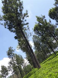 Image of 88000 Sq.ft Residential Plot / Land for sale in Coonoor, Nilgiris for Rs. 20000000