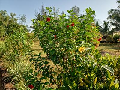 Image of 31581 Sq.ft 5 BHK Farm House for sale in Talere Naka, Sindhudurg for Rs. 20000000