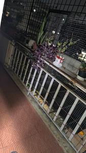 Balcony Image of 1370 Sq.ft 2.5 BHK Apartment / Flat for rent in Sumukha Serenity, Bommanahalli Bengaluru for Rs. 35000