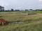 Dasna Plot View 1