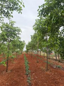 Image of 10800 Sq.ft Residential Plot / Land for sale in Donakonda, Prakasam for Rs. 1000000