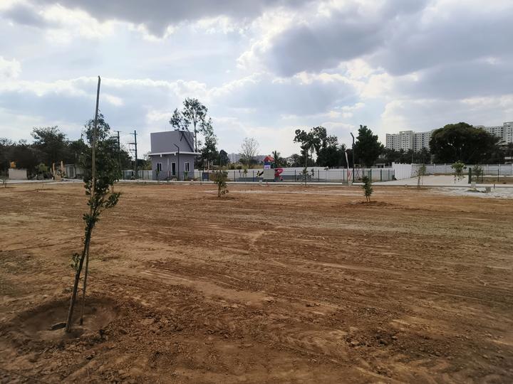 Sizzle White Willows Main Image 1