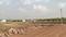 Bangrasia Plot View 3