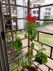 Balcony Image of 550 Sq.ft 2 BHK Apartment / Flat for sale in Santoshpur Kolkata for Rs. 3500000