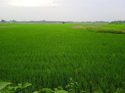 Residential Plot
