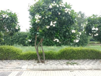 Mansha Oaks Plot View 1