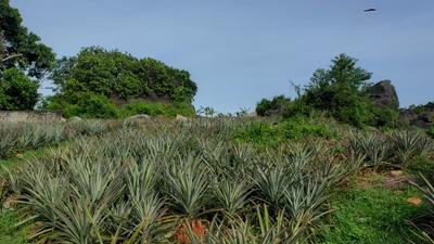 Image of 48563 Sq.ft Residential Plot / Land for sale in Mathicode, Kanyakumari for Rs. 180000000