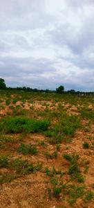 Agricultural Land