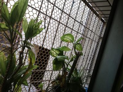 Balcony Image of 345 Sq.ft 1 BHK Apartment / Flat for sale in Vavdi Rajkot for Rs. 1200000