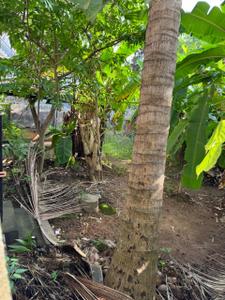 Image of 2178 Sq.ft Residential Plot / Land for sale in Thycaud, Thiruvananthapuram for Rs. 12500000