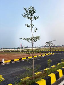 Image of 1200 Sq.ft Residential Plot / Land for sale in V Balakrishnan Dindigul N A, Balakrishnapuram, Dindigul for Rs. 850000
