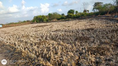 Landcore Developers Plot In Sarde Plot View 2