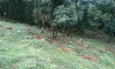 Image of 9000 Sq.ft Residential Plot / Land for sale in Samalbong, Darjeeling for Rs. 990000