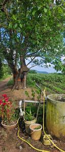 Image of 17500 Sq.ft Residential Plot / Land for sale in Dugaon, Nashik for Rs. 6800000